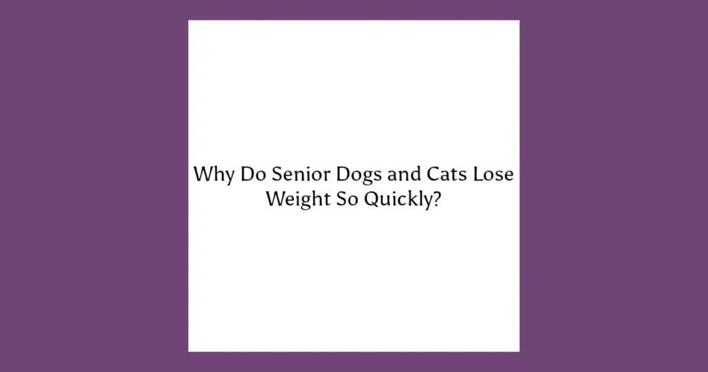 Why senior dogs and cats lose weight quickly explained through digestion, muscle loss, and aging