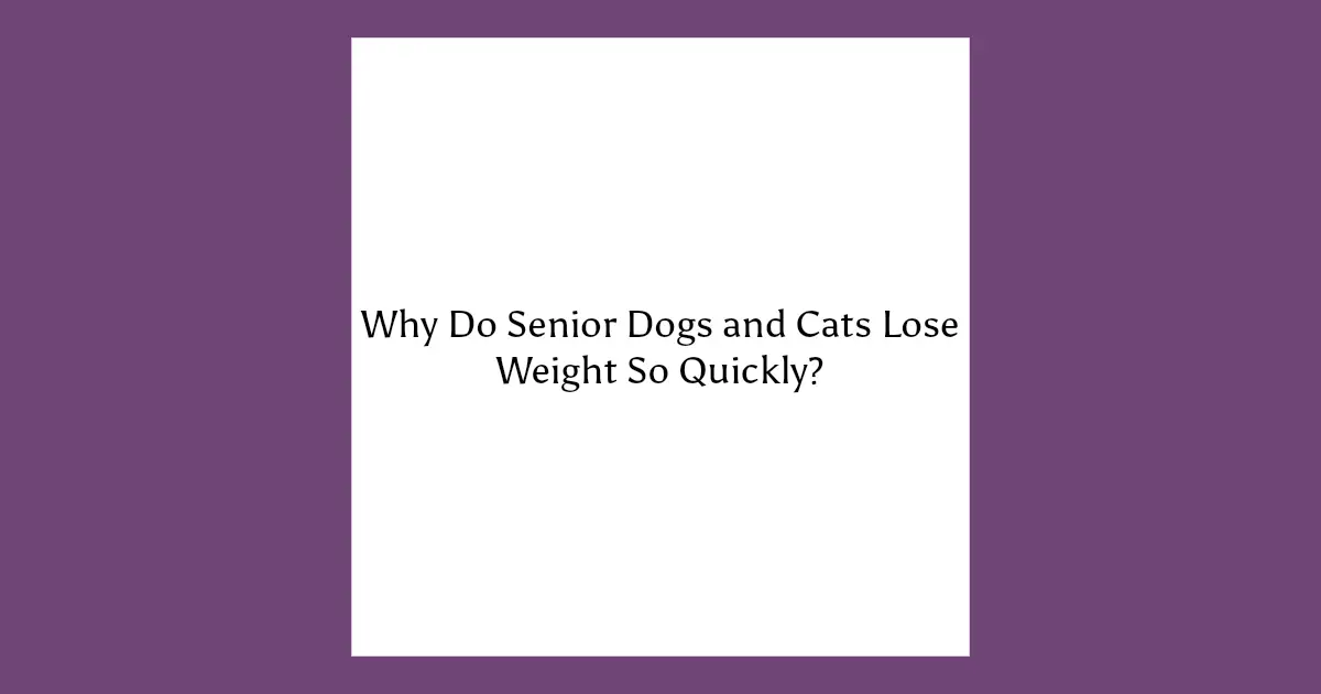 Why senior dogs and cats lose weight quickly explained through digestion, muscle loss, and aging